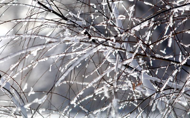 Ice glistens on branches in Woodstock Saturday in the wake of overnight snow. Bitter cold is expected to worsen into Sunday, the National Weather Service warned.