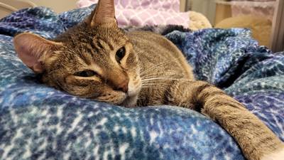 Playful adult cat looking for new place to play