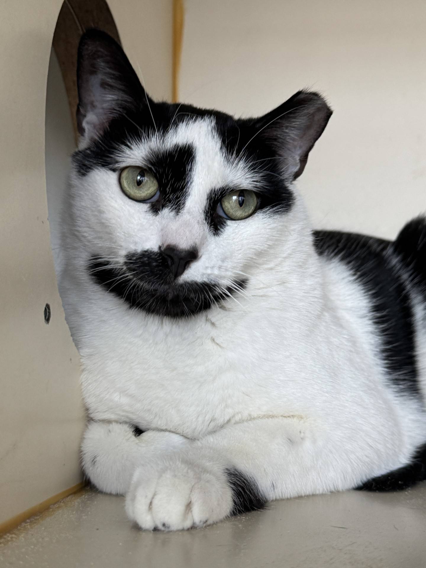 Lettuce is a 2-year-old domestic shorthair male who was found as a friendly stray and brought indoors before the weather turned cold. Lettuce is a bit reserved in his new surroundings at NAWS, but he is interested in love and attention. When people move slowly with Lettuce and cultivate his trust, Lettuce leans in for pets and affection. In a home, with time to adjust and build confidence, Lettuce will thrive and become a loving kitty companion. To meet Lettuce, email Catadoptions@nawsus.org. Visit nawsus.org.