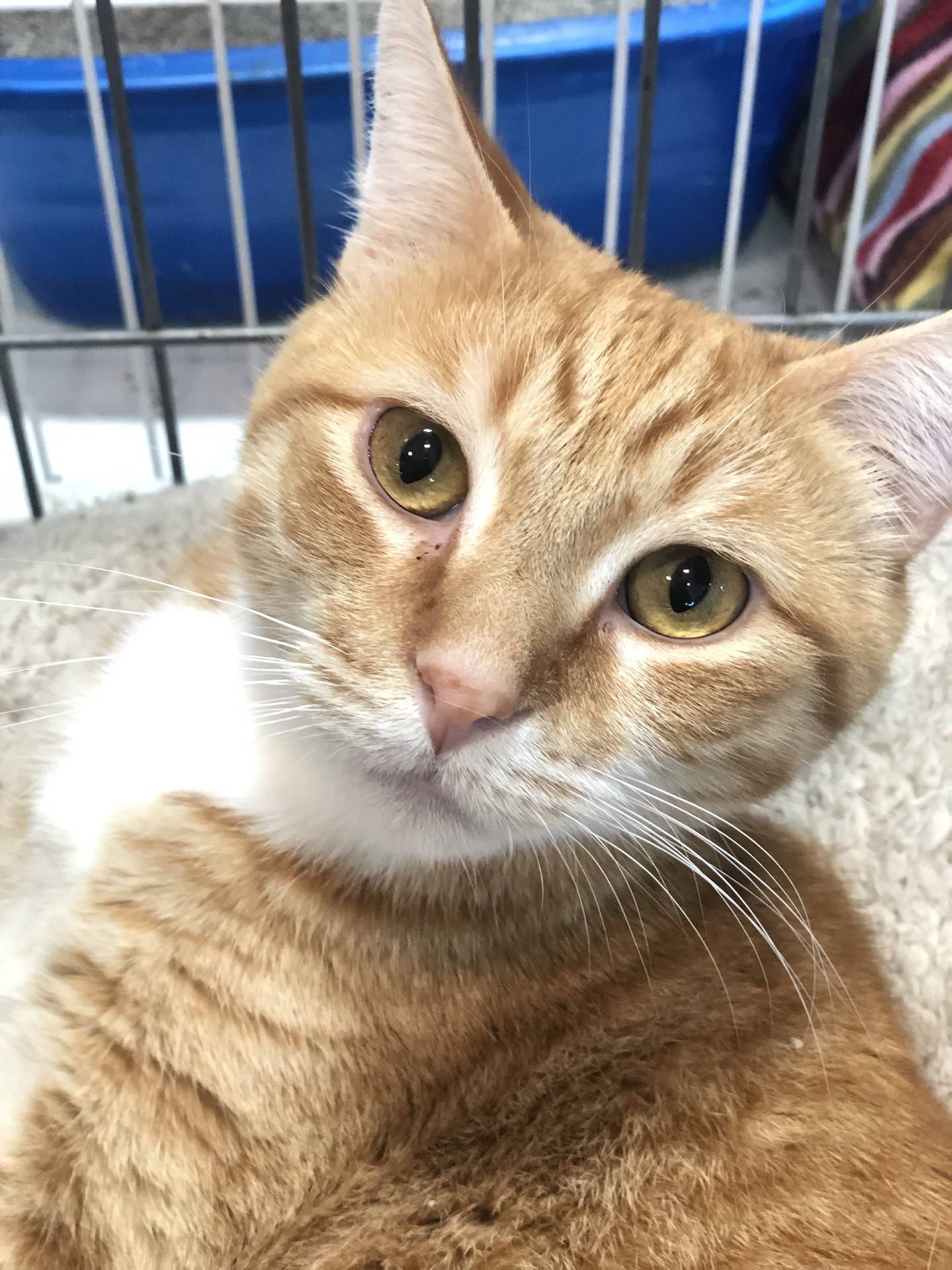 Zing is a 2-year-old orange tabby that is friendly, social, and loves attention. He is easy to hold and enjoys pets, especially chin scratches. He is good with other cats. Zing is a calm, gentle, and will bring a lot of love to a home. To meet Zing, email catadoptions@nawsus.org. Visit nawsus.org.