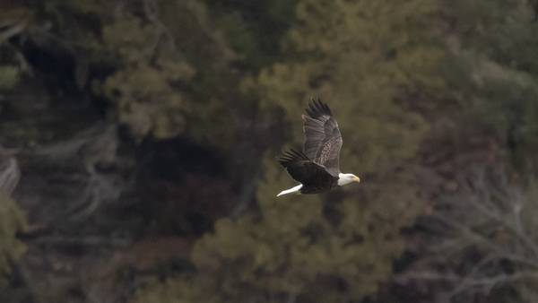 Eagle Watch Weekend returns to Starved Rock Country