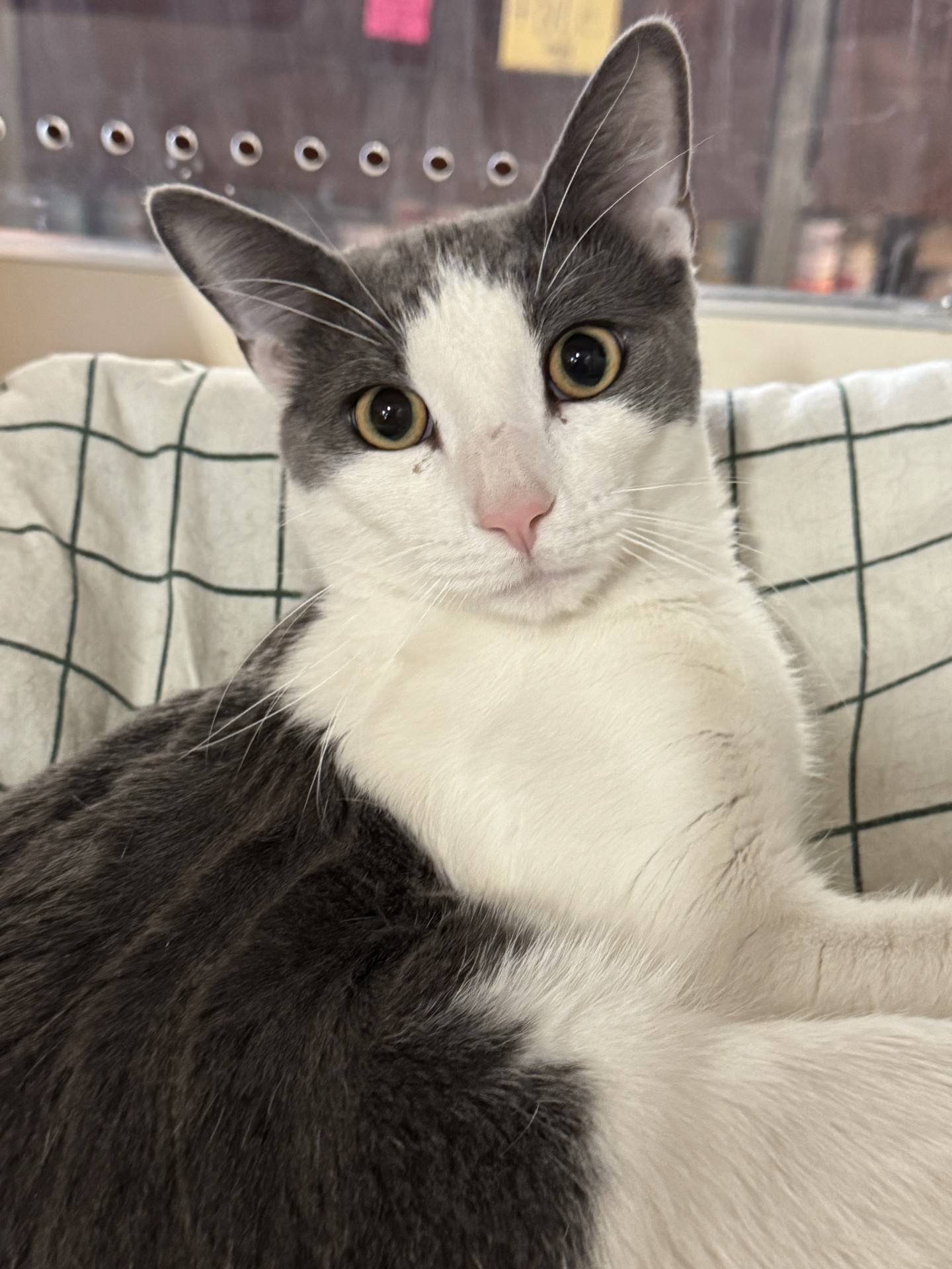 Asher is a sweet 1-year-old domestic shorthair that was rescued from a local animal control. He is gentle and friendly - he relaxes when given pets and he will melt into touch. It’s unknown how Asher wound up homeless because he is clearly comfortable around people. Asher needs nothing more than to feel safe and cherished in a home.  To meet Asher, email Catadoptions@nawsus.org. Visit nawsus.org.