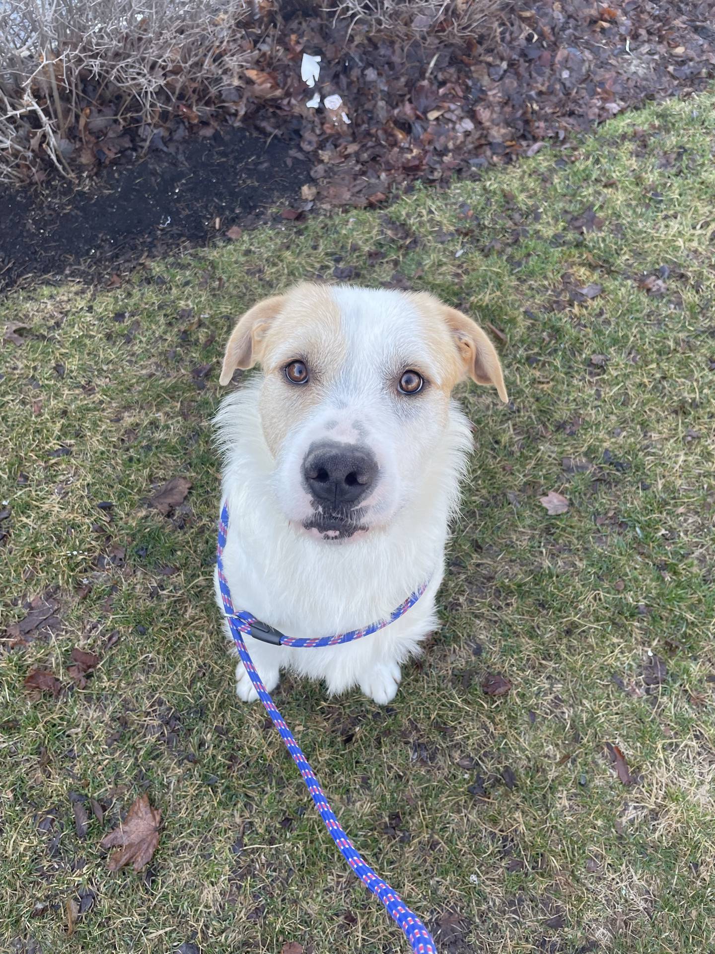 Merle is a 1-year-old terrier mix that is shy initially – once he warms up, he will be asking for pets and giving kisses. He is very strong and would do best in an adult-only home. He is working on his socialization with other dogs and would need a slow introduction to others. To meet Merle, email Victoria at victoria@nawsus.org. Visit nawsus.org.