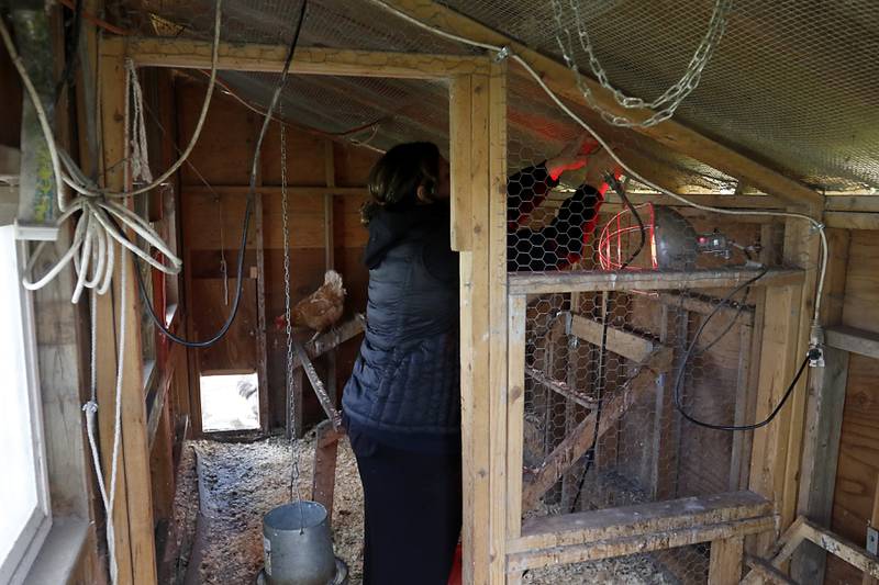 Jessica Martell checks a light in her chicken coop  on Wednesday, March 27, 2024, at her home on Half Mile Trail north of Crystal Lake.