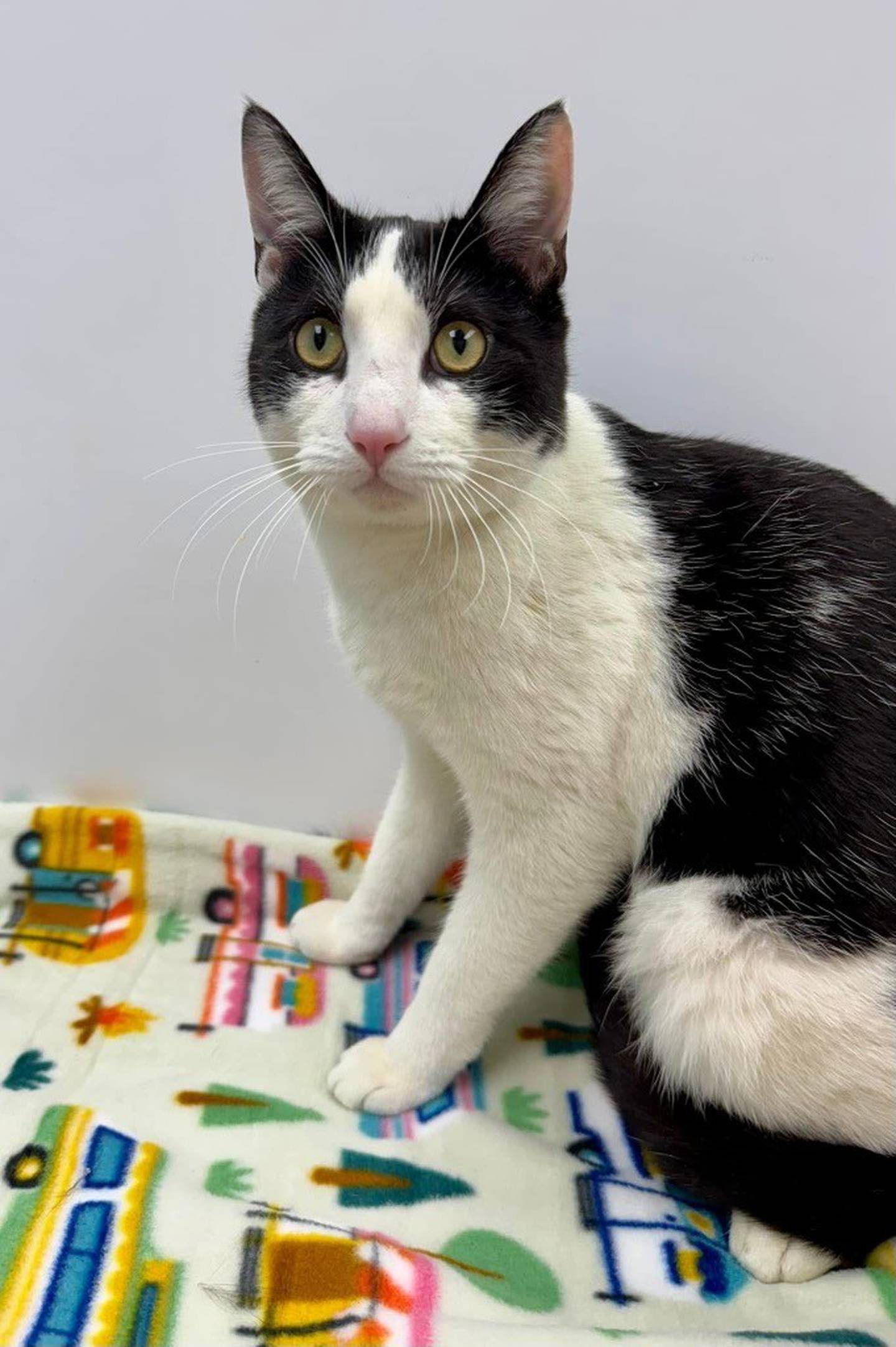 Two-year-old Oscar came to the humane society from local animal control. He is quite shy at first but very sweet. Once he gets to know someone, he enjoys pets. He likes to watch birds out the window or observe the other cats at the shelter. He is slowly being introduced to the other cats and is doing well. He needs a quiet home where he can relax. Contact the Will County Humane Society at willcountyhumane.com and follow the instructions for the adoption process.