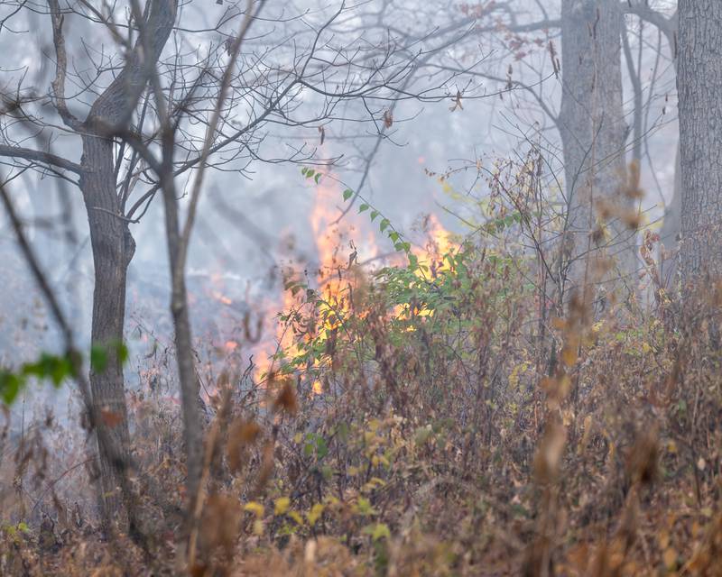 "Controlled Fire" ignites leaves surrounding cemetery on Friday, November 21, 2025 at St. Mary's Cemetery in Utica.