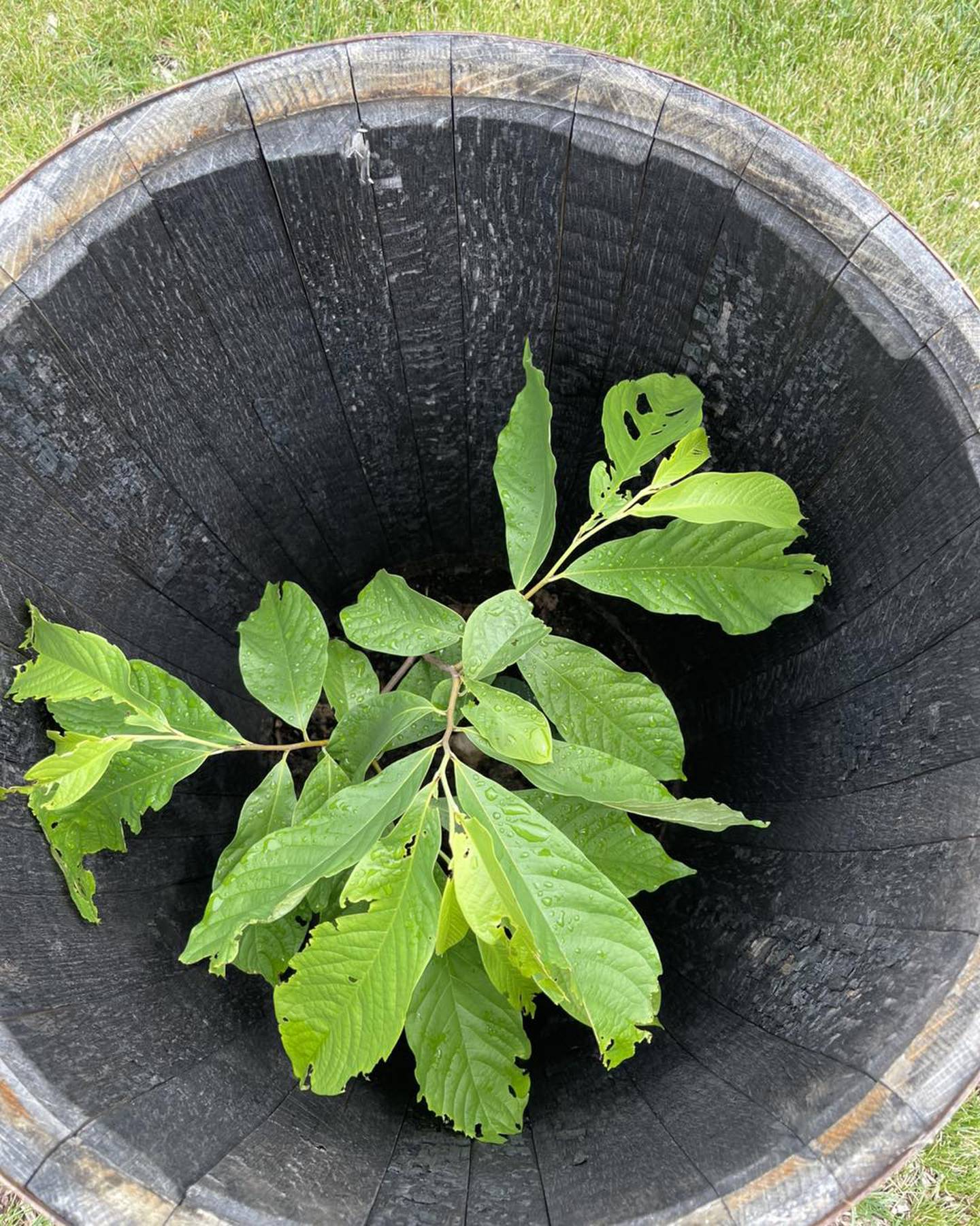 The J.F. Glidden Homestead and Historical Center’s next Soup-er Sunday program will feature a “Growing Pawpaws, Growing Community” presentation by pawpaw expert and Paw Paw, Illinois Pawpaw Festival founder Austin Cliffe