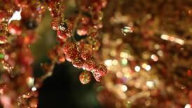 Sterling-Rock Falls Historical Society program focuses on Christmas at the White House