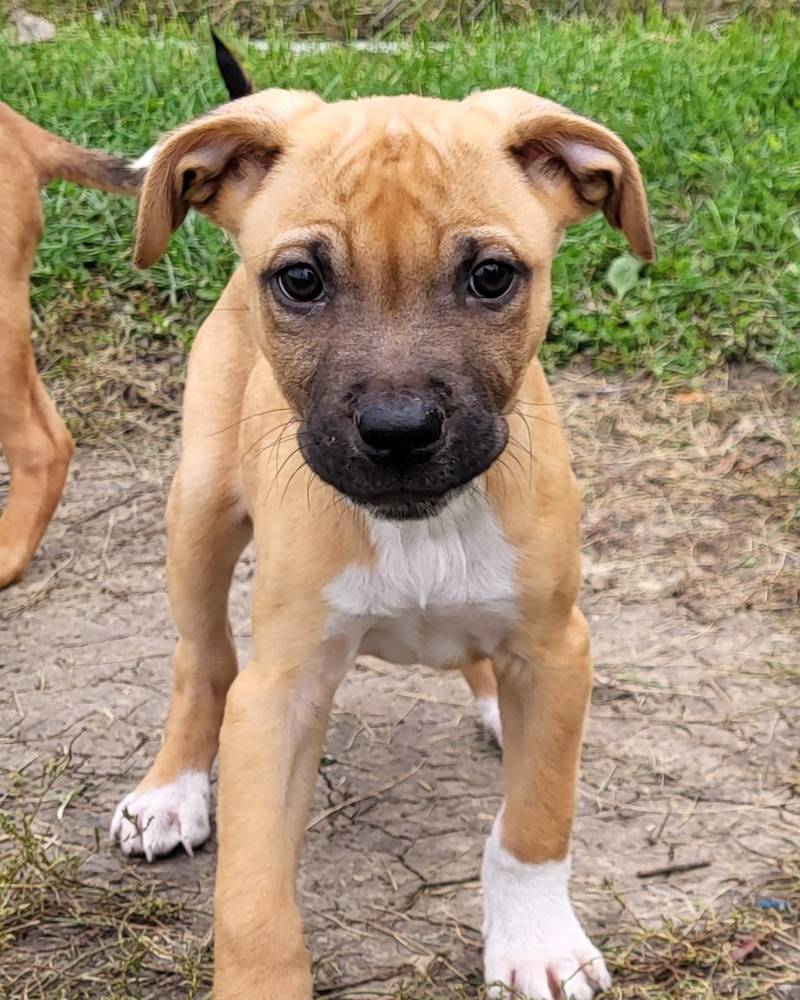 Wilder is Save-A-Pet's pet of the week for Oct. 19, 2023.