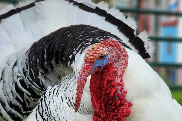 Harmony Hill Farm Sanctuary in Oregon to join global ‘Sanctuary Day’ celebration April 17