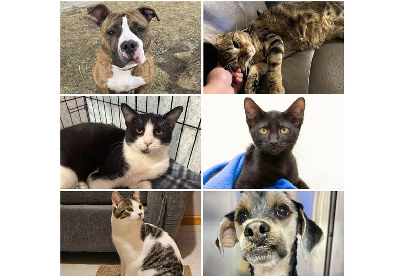 The Herald-News presents this week’s Pets of the Week. Read the description of each pet to find out about it, including where it can be adopted in Will County.