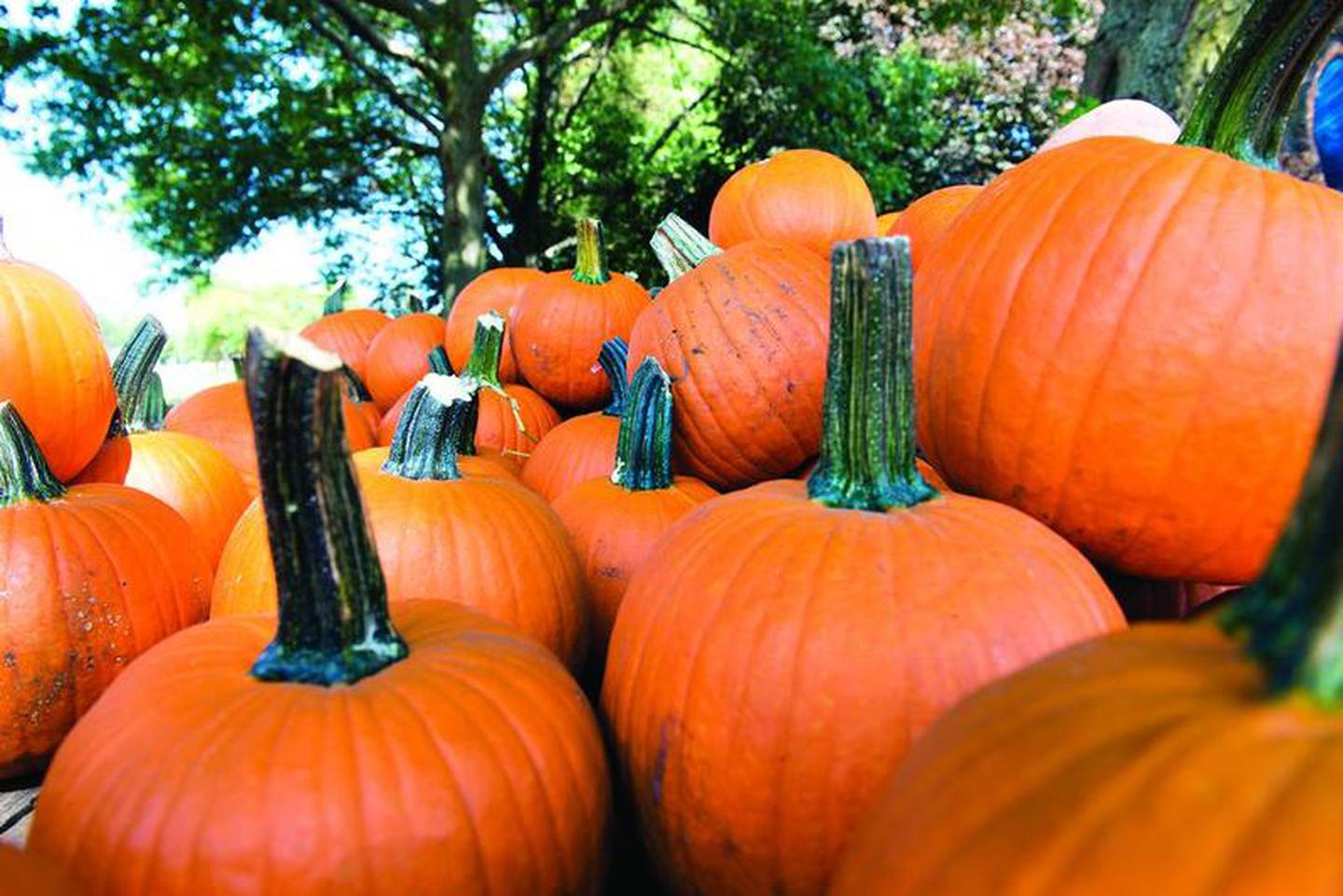 Selmi’s has a plethora of pumpkins and gobs of gourds ready for customers.