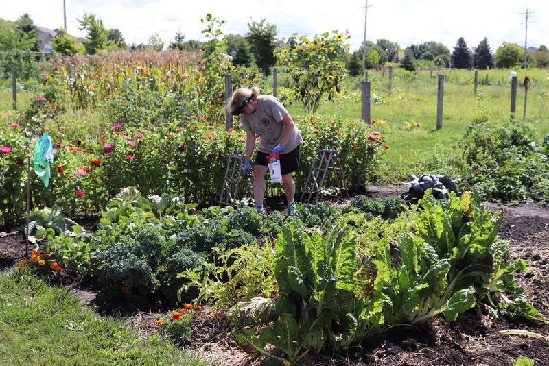The Geneva Park District is now taking reservations for plots at the Community Gardens at Prairie Green. The gardens are open through October.