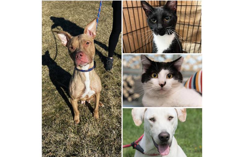 The Herald-News presents this week’s Pets of the Week. Read the description of each pet to find out about that pet, including where it can be adopted.