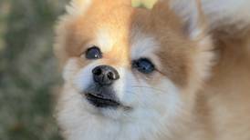 Pomeranian needs TLC in forever home