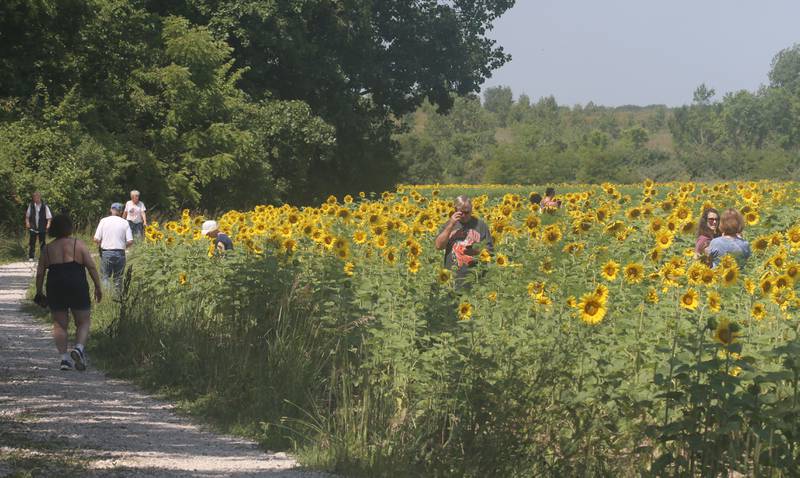 Visitors walk through the sunflower field on Tuesday, July 11, 2023 at Matthiessen State Park.