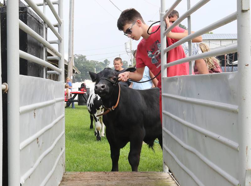 Colt Hall, 14, from Kirkland, walks his cow onto the scale for the weigh-in Friday, Aug. 1, 2025, during the DeKalb County 4-H Livestock Fair at the Sandwich Fairgrounds.