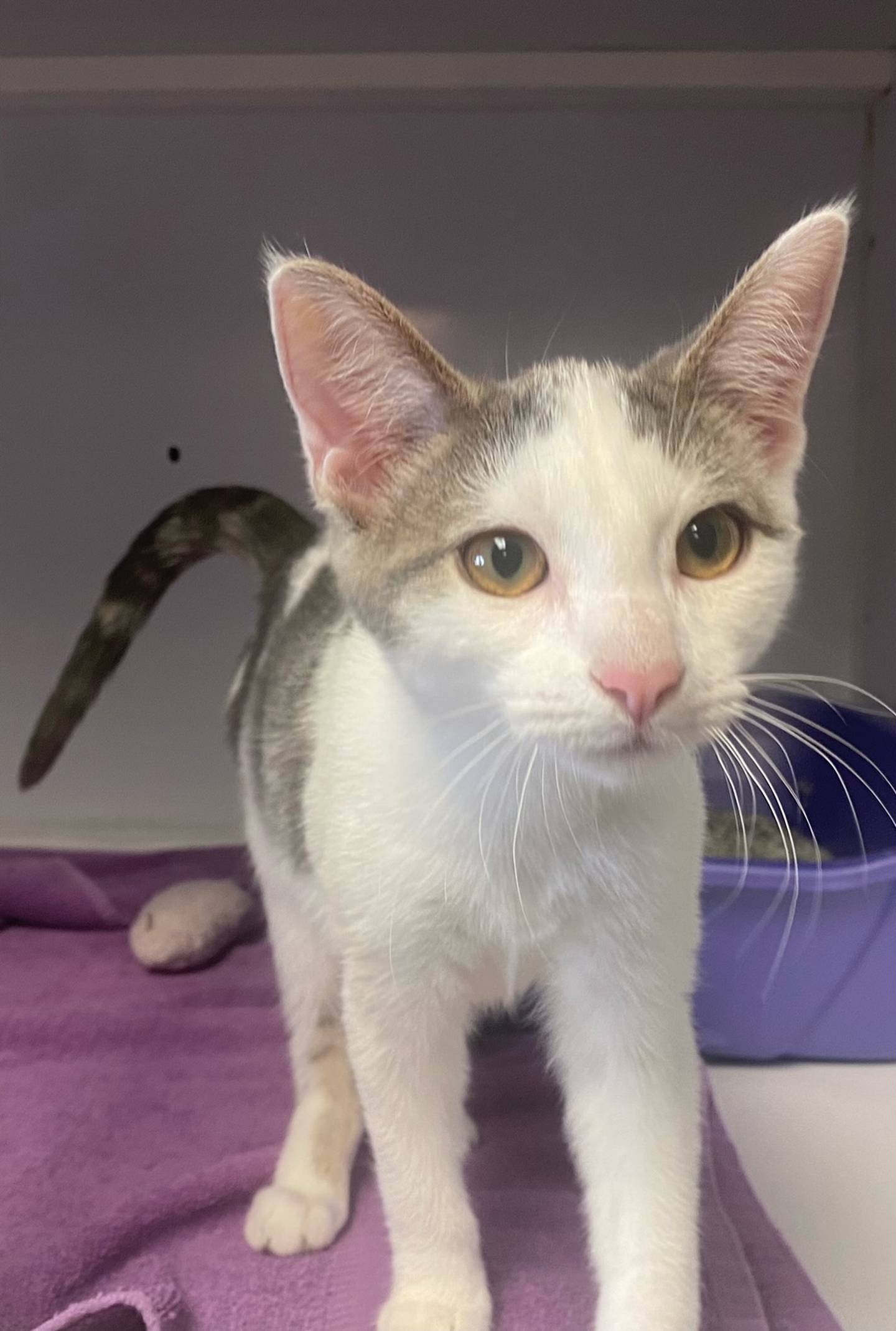 Lacey is a 6-month-old domestic shorthair. She is friendly and affectionate. Lacy is high spirited and enjoys playing with her toys. For more information on Lacey, including adoption fees please visit justanimals.org or call 815-448-2510.