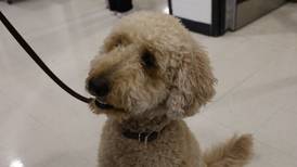 Bailey the comfort dog now on call for McHenry High students