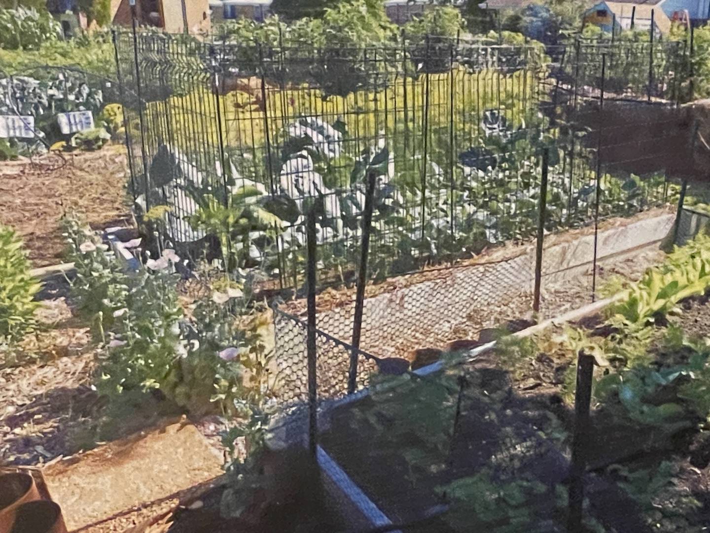 The Marten family garden is located 102 Buena Vista Drive in DeKalb.