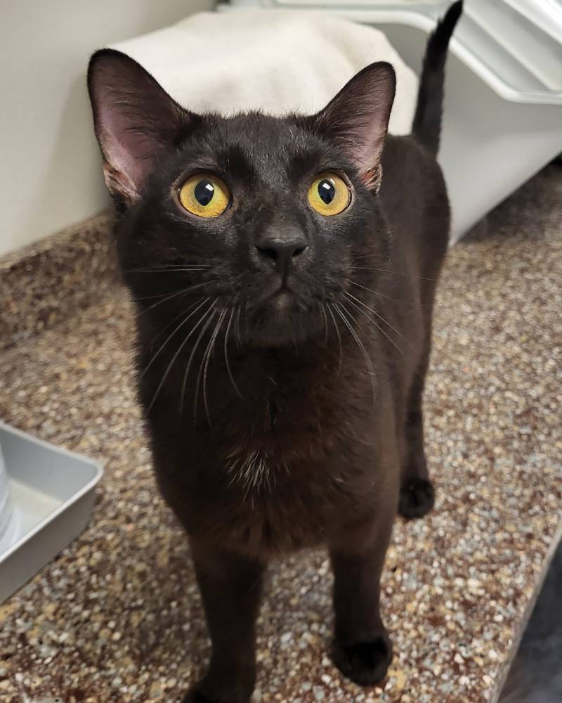 Dover is Save-A-Pet’s pet of the week for Oct. 31, 2024.