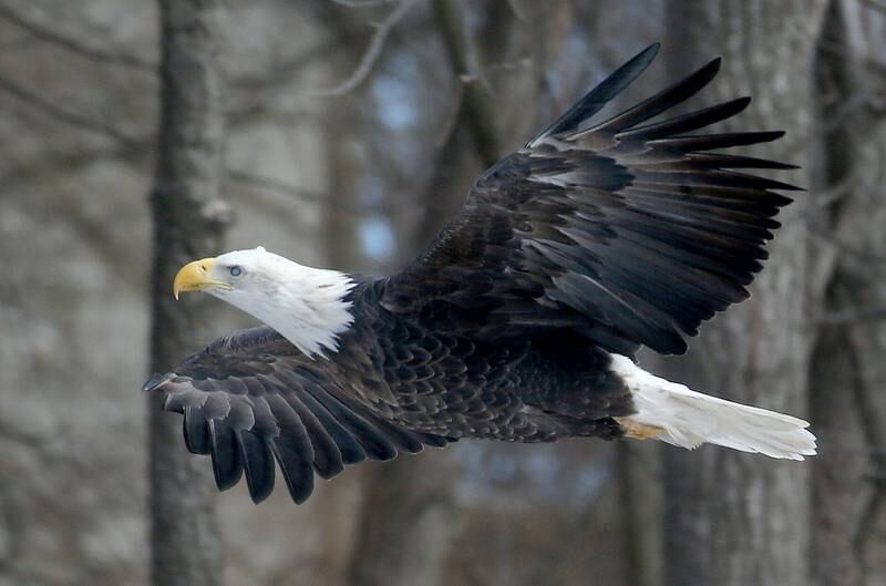A bald eagle flies through the air over Lock 19 on the Hennepin Canal on Wednesday, Jan. 15, 2025 near Wyanet. About a 300 foot stretch of the canal remains unfrozen in that area allowing the eagles to have a healthy habitat.