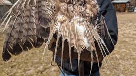 Good Natured in St. Charles: Landfills’ blazing burners a danger to birds