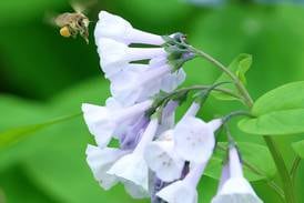 Mother’s Day perennial seed packets available at Grundy County Libraries