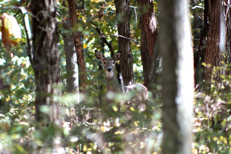 Bow hunting season is split from Oct. 1 to Dec. 4 and from Dec. 21 to Jan. 10. Conservation Officer Corey Carlton said that the early season may be the more productive choice since deer are still in their normal routine of being active and feeding at dawn and at dusk.