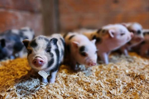 Utica Shop partners with Chicago Pig Rescue for holiday fundraiser