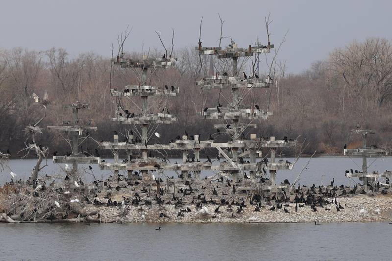 Hundreds of herons hang out at the main nesting island at the Lake Renwick Heron Rookery Nature Preserve in Plainfield on Thursday, March 26, 2026.