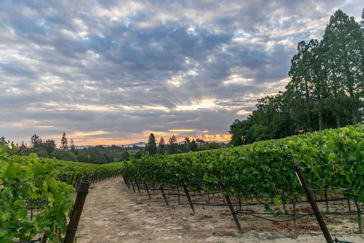 Paul Hobbs Winery - George Menini Estate Vineyard. Rows.