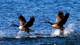 Crystal Lake Main Beach opens Saturday – with new geese-deterring lights