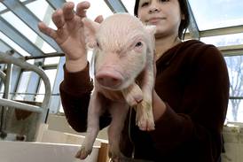 Photos: Streator High School ag students care for piglets in Think OINK project