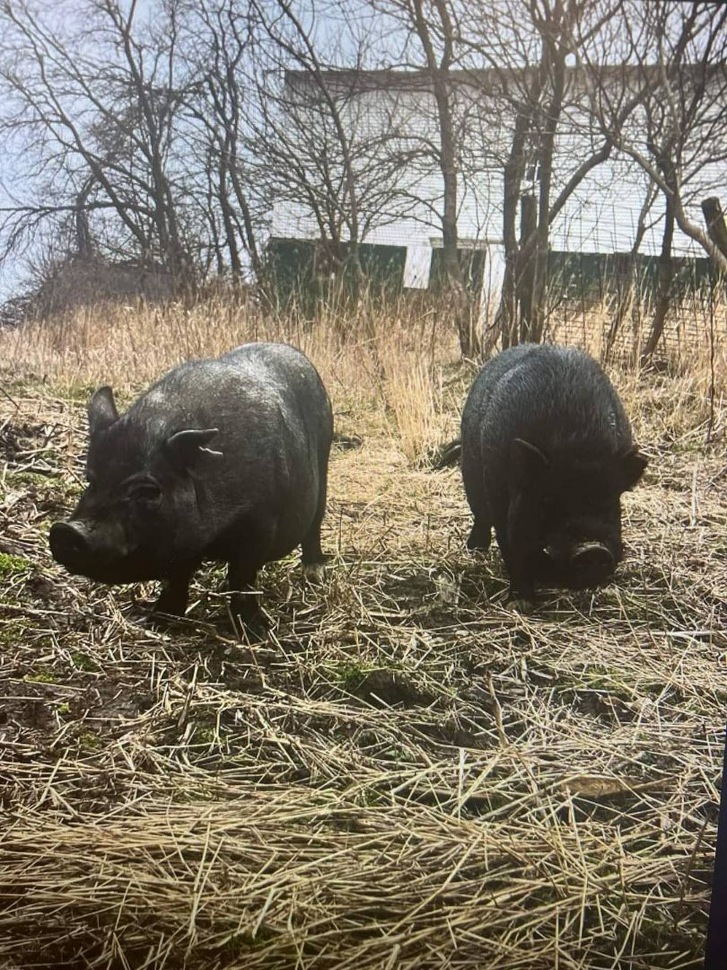 The pigs, who have been given the names Bonnie and Clyde, have been on the loose for about a month