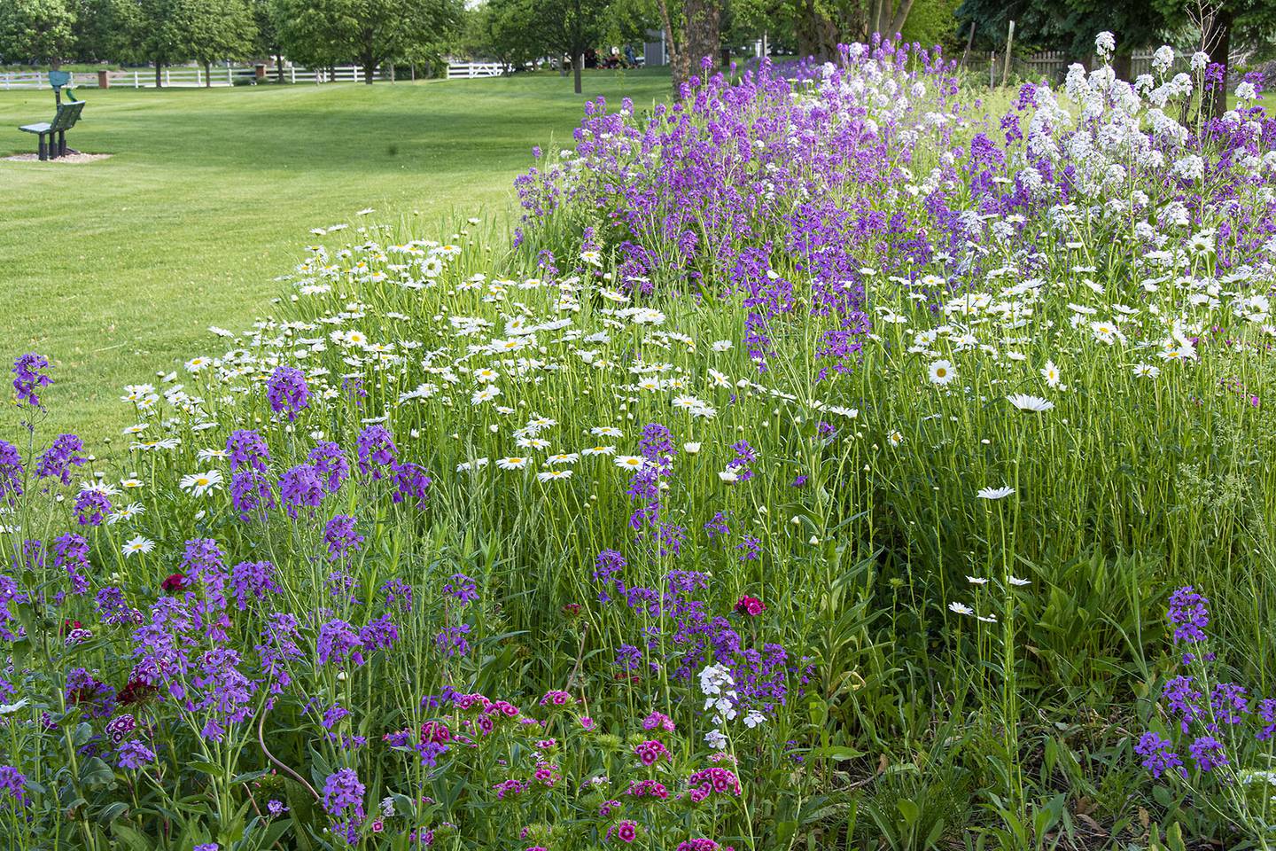 Pictured are native flowers at the Carillon Lakes 3-hole golf course. Five years ago, residents at the gated community for active adults 55 and up started restoring unused areas of the golf course to its natural habitat.