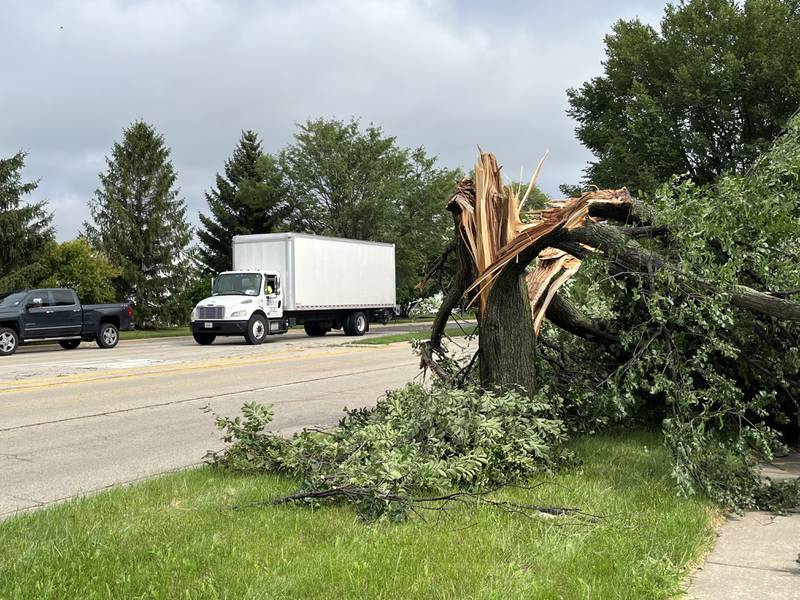 A tree is mangled and down near the Dollar General Store at 500 Houbolt Road in Joliet on Tuesday, July 16, 2024.  The Will County area was hit by severe storms Monday night.