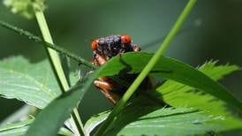 Good Natured in St. Charles: What to expect with arrival of cicada broods