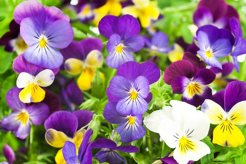 Countryside Flower Shop - Elburn - Grow Pansies for Multi-Season Fun, Color
