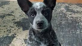 Pet of the Week: Feb. 12, 2025