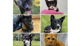 Pets of the Week: Oct. 9, 2023
