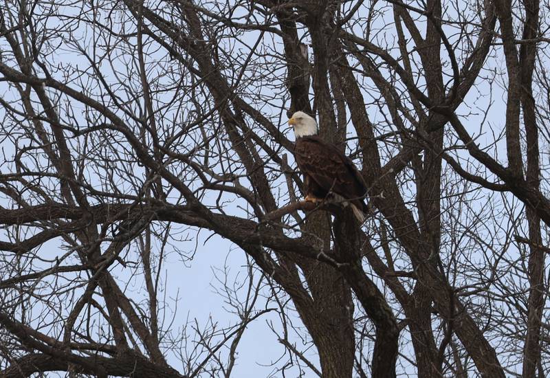 A Bald eagle rests in a tree over Lock 19 along the Hennepin Canal on Thursday, Jan. 1, 2026 near Wyanet. The water at the Lock 19 doesn't completely freeze over allowing the birds to thrive over open water. Around a half-dozen eagles were spotted above the loc