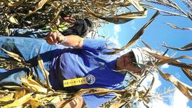 Ogle County man, 90, places 5th in National Corn Husking Contest