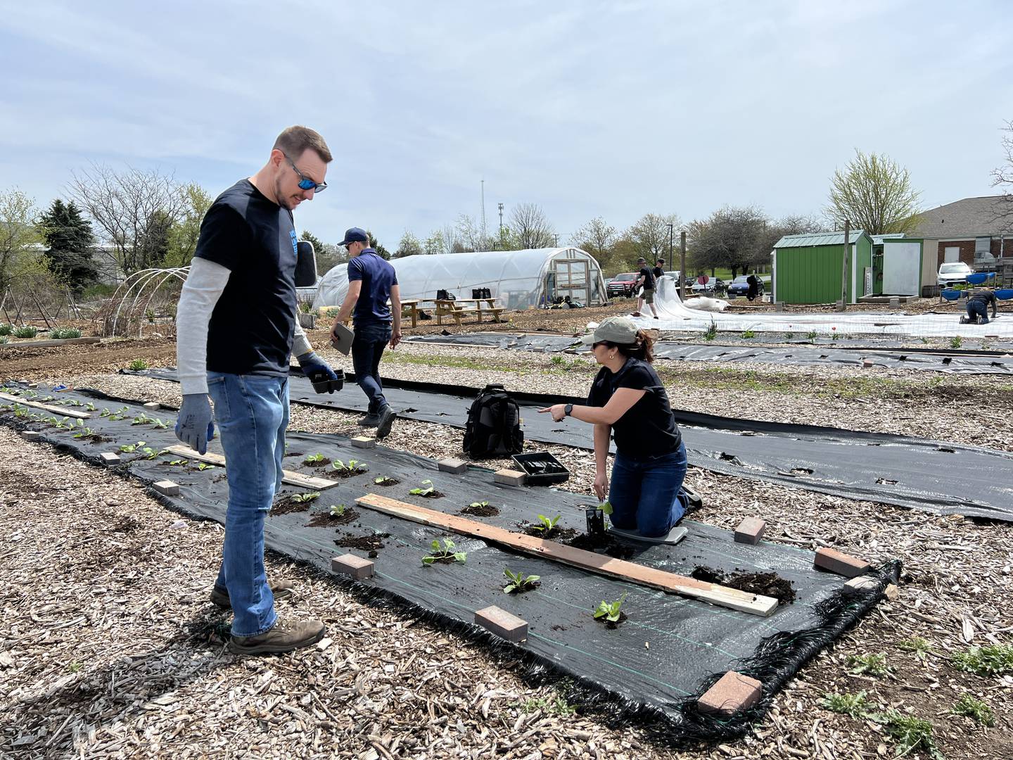 IDEAL Industries employees Adam Roach, Maribel Silva and Sam Jaros, planted dozens of cabbage for Dekalb County Community Gardens on Earth Day, April 22, 2024 in Sycamore.