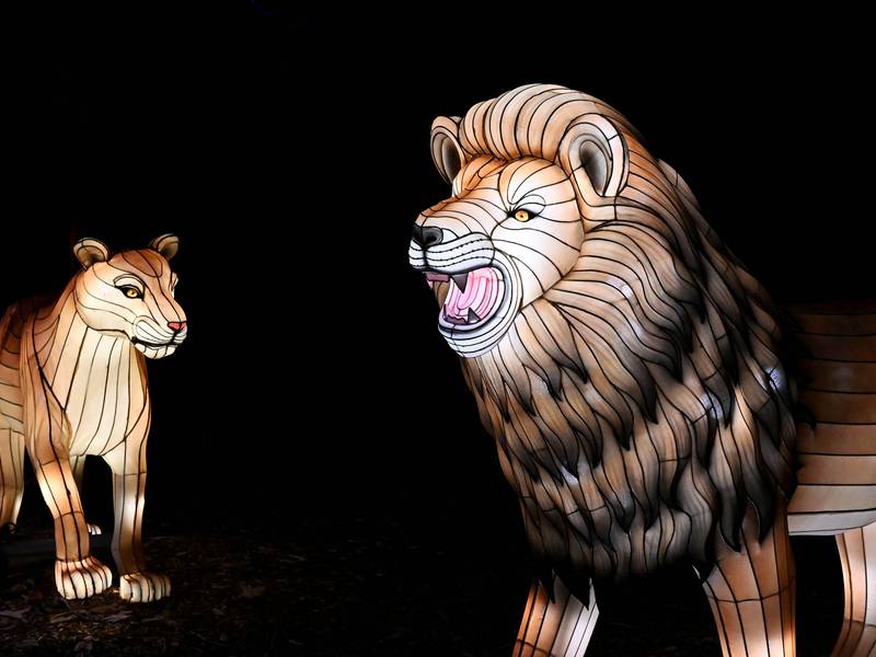 Wildlife lanterns illuminate the night as Brookfield Zoo Chicago debuts Glow Wild this spring 