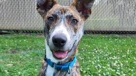 Cute ears? Soulful eyes? This puppy is ready to enchant you