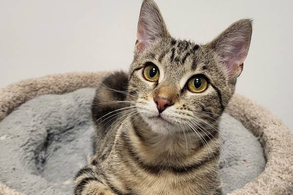Sweet kitten ready to charm forever family