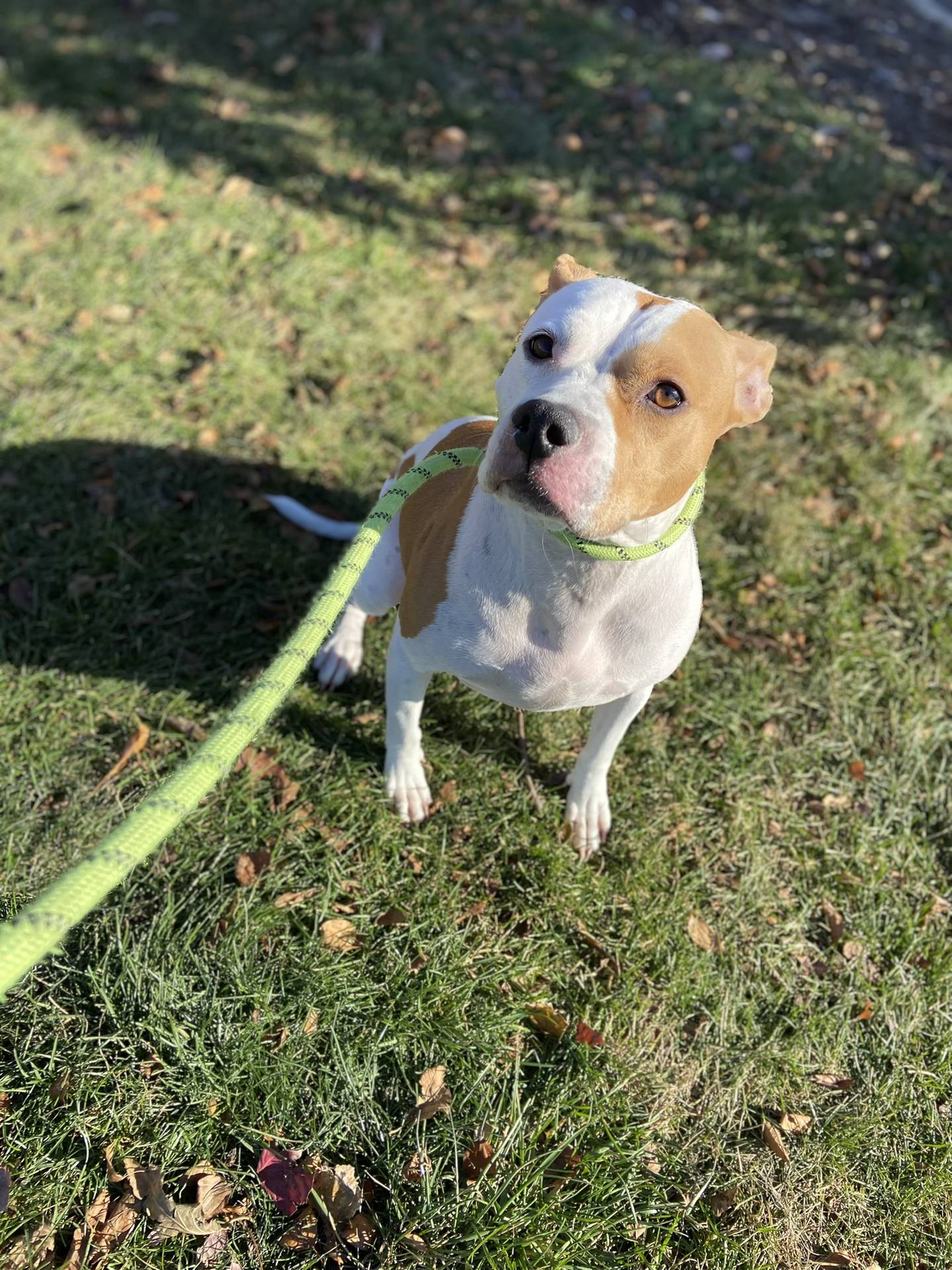 Denver is a 5-year-old female terrier mix. She is a friendly, laid-back, affectionate and loves to be near people. She needs to be the only pet in a home. She loves toys and is playful and silly. To meet Denver, email victoria@nawsus.org. Visit nawsus.org.