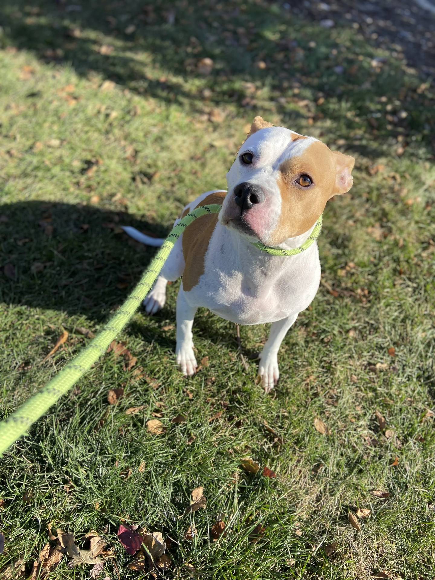 Denver is a 5-year-old female terrier mix. She is a friendly, laid-back, affectionate and loves to be near people. She needs to be the only pet in a home. She loves toys and is playful and silly. To meet Denver, email victoria@nawsus.org. Visit nawsus.org.