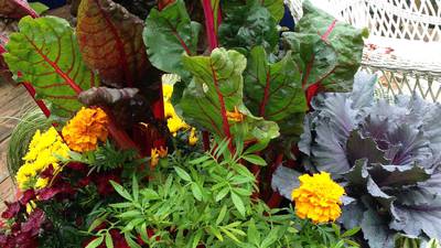Hilltop Gardeners Garden Club to discuss container gardening